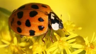 Why ladybugs and ‘Halloween beetles’ are everywhere right now
