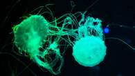 Jellyfish-inspired glowing dye can glom onto fingerprints at crime scenes