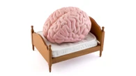 Your brain’s ‘master switchboard’ is an underappreciated marvel