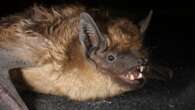 Scientists are confounded by the sex lives of serontine bats