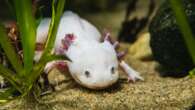 Go (virtually) adopt an axolotl, the ‘Peter Pan’ of amphibians