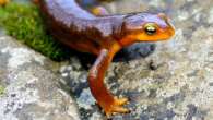 Female Taricha newts are more poisonous than males