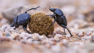 When steering balls of poop, dung beetles use the stars to navigate