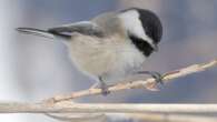 How these feathery ‘memory geniuses’ remember where they stashed their food