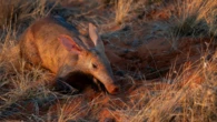 Why scientists are studying aardvarks’ poop