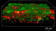 Scientists have 3D bioprinted functioning human brain tissue