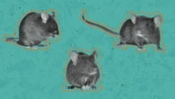 How video game tech, AI, and computer vision help decode animal pain and behavior
