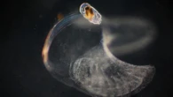 This tiny sea creature builds a ‘snot palace’ to capture food