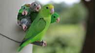 These parrots kill or adopt each others chicks