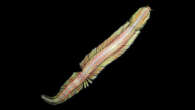 Newly discovered deep-sea worm moves like a ‘living magic carpet’