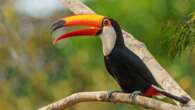 How fruit-eating birds could help regrow tropical forests