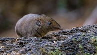 Five new species of soft-furred hedgehogs have been identified