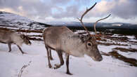 Reindeer can see UV light—and we may know why