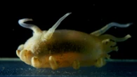 Surprise! These sea cucumbers glow