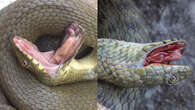 These snakes play dead, bleed, and poop to avoid being eaten