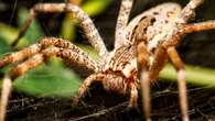 Machine learning is helping decode wolf spider conversations