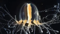 These fingernail-sized jellyfish can regenerate tentacles—but how?