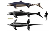 This ‘blue dragon’ sliced through the ancient Pacific with paddle-like fins