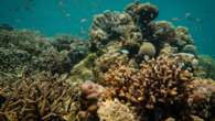 Sandy ‘Reef Stars’ help bring life back to coral reefs hurt by dynamite fishing’