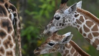   Les scientifiques ont tranché ce débat sur les girafes (avec une mauvaise nouvelle)  