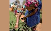 New Report Reveals Women-Led Solutions for Drought Resilience