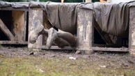 Several people fall ill with mysterious rashes, fever after Tough Mudder event