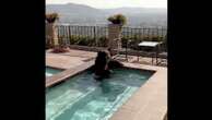 Bear takes a dip in Southern California swimming pool to escape the heatBurbank is under a heat advisory until Sunday night.7/30/2023 07:01:17 EDT