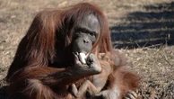 Courtesy of Metro Richmond ZooOrangutan learns to breastfeed by watching zookeeper The orangutan, named Zoe, relied on humans to learn maternal instincts.March 31, 2023