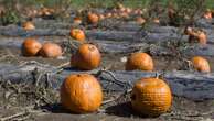 Pumpkin farmers explain difficult growing season