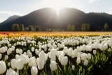 B.C. in bloom: Tulip festivals across the province now open to visitors