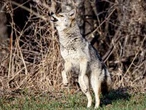 Northern Alberta epicenter for rare coyote-borne tapeworm: U of A doctor