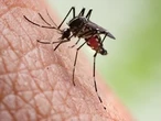 Drinking beer can make you more attractive to mosquitoes: Study