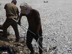 Over 100 tons of dead fish collect at Greek port after climate-related mass die-off