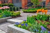 The City Gardener: TLC for spring bulbs