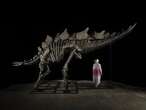 World's largest stegosaurus skeleton to be auctioned for millions