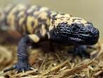 Colorado man dead after being bitten by pet Gila monster