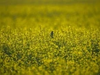 OPINION: Canola farmers being sacrificed at the altar of domestic electric vehicles