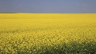 LILLEY: Carney silent as China blasts Canada's canola industry