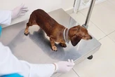 Prospective Ozempic-style drug could help Fido shed pounds, companies say