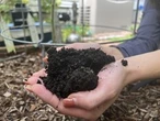 Gardening’s hidden benefits: How digging in the dirt could bolster mental wellbeing