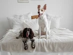 DEAR ABBY: Boyfriend prefers to let sleeping dogs lie
