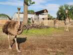 Zoo ostrich known for her zany dances dies after swallowing keys