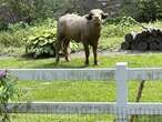 Water buffalo corralled days after it escaped in Iowa suburb and was shot by police