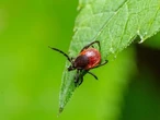 How to tick-proof your yard