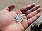 Study links microplastics to Alzheimer’s-like symptoms in mice