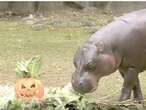 CAUGHT ON CAMERA: Hippos, bears and apes chow down on pumpkin treats