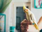 DEAR ABBY: Sister's bird gets the royal treatment