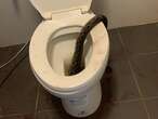 Thai man pained by snake biting testicles while he sat on toilet