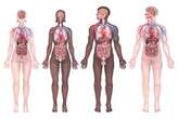 Researchers tie health of nine organs to diseases later in life