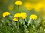 The surprising ways dandelions are good for us — and our gardens